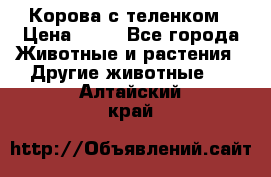 Корова с теленком › Цена ­ 69 - Все города Животные и растения » Другие животные   . Алтайский край